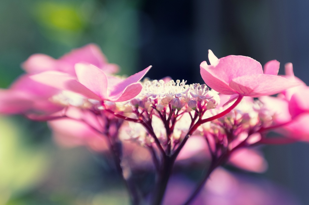 Testje in de tuin met de adapter en de lensbaby op de fuji